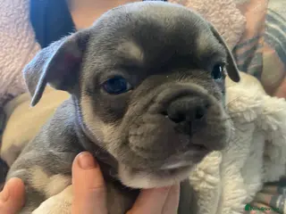 French Bulldog dogs Chucky laid back beautiful frenchies in Rochdale - Advert 3