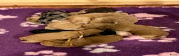 Labradoodle dogs for sale: Multigen labradoodle puppies - Advert 5