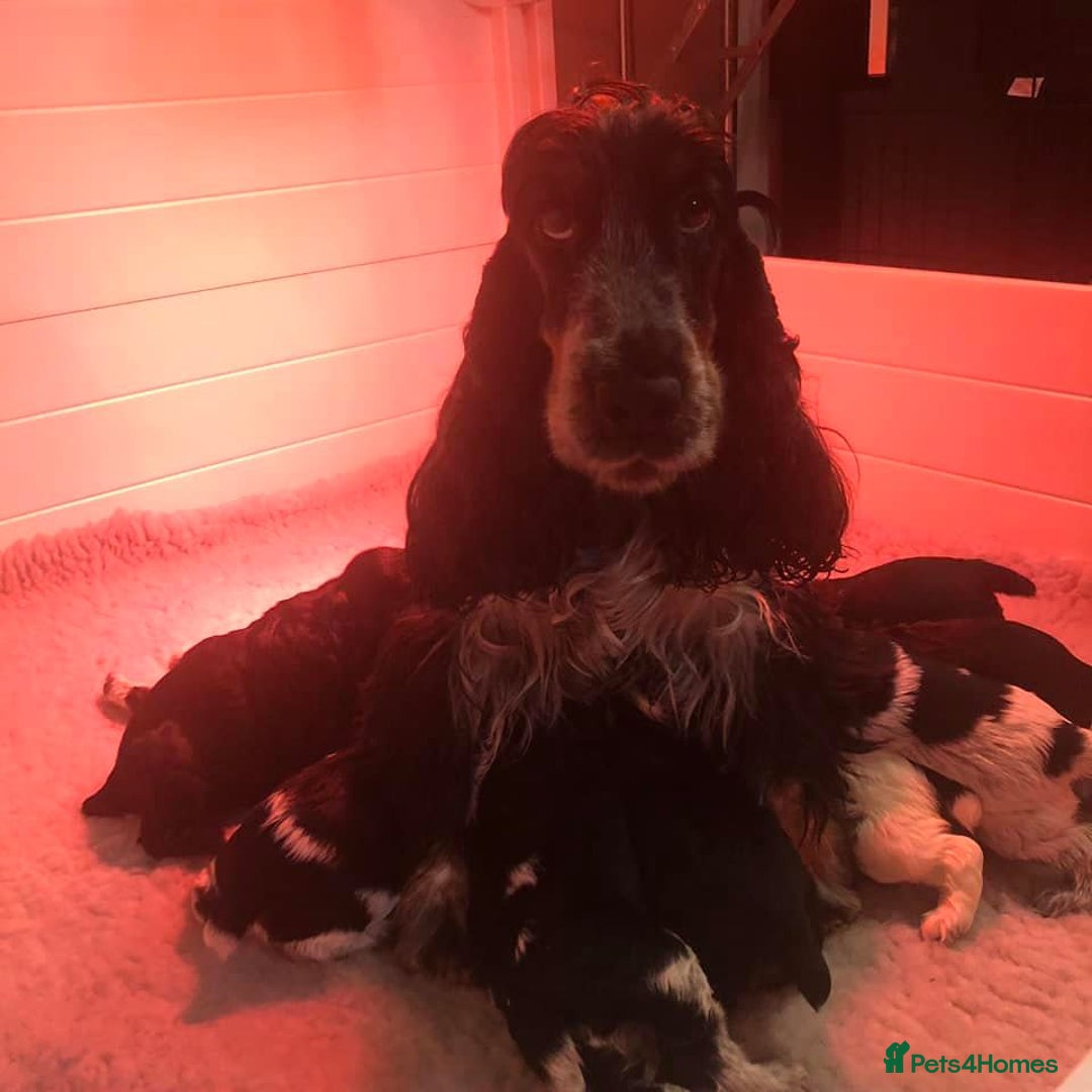 Cocker Spaniel dogs for sale: English Cocker Spaniels Available - Advert 5