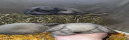 Mini Lop rabbits for sale: 🐰🌿 Beautiful Mini Lop Babies! 🌿🐰 - Advert 3