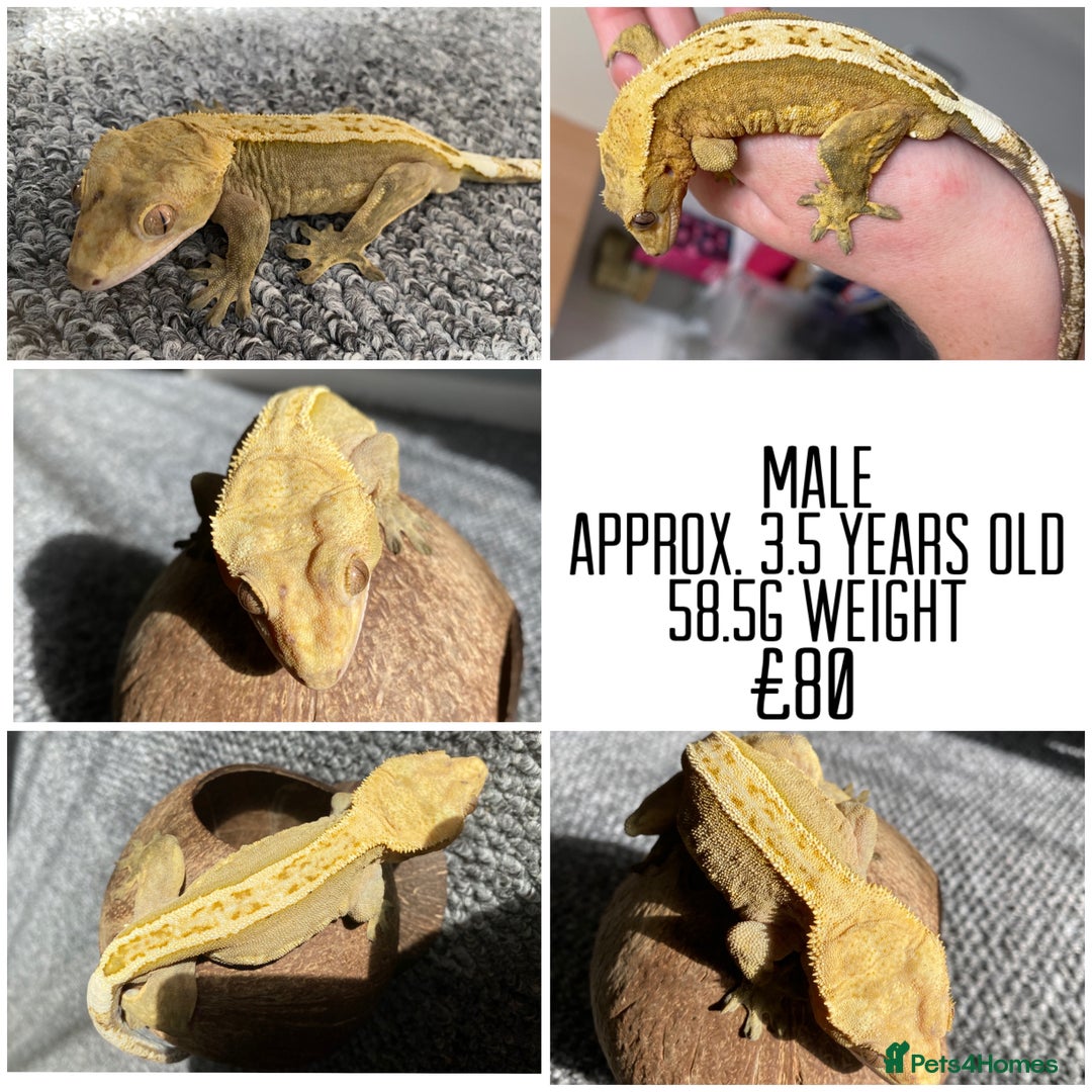 Gecko reptiles for sale: Various Crested Geckos For Sale.  - Image 2