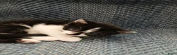 Mixed Breed cats for sale: Adorable cute kitten  - Advert 7