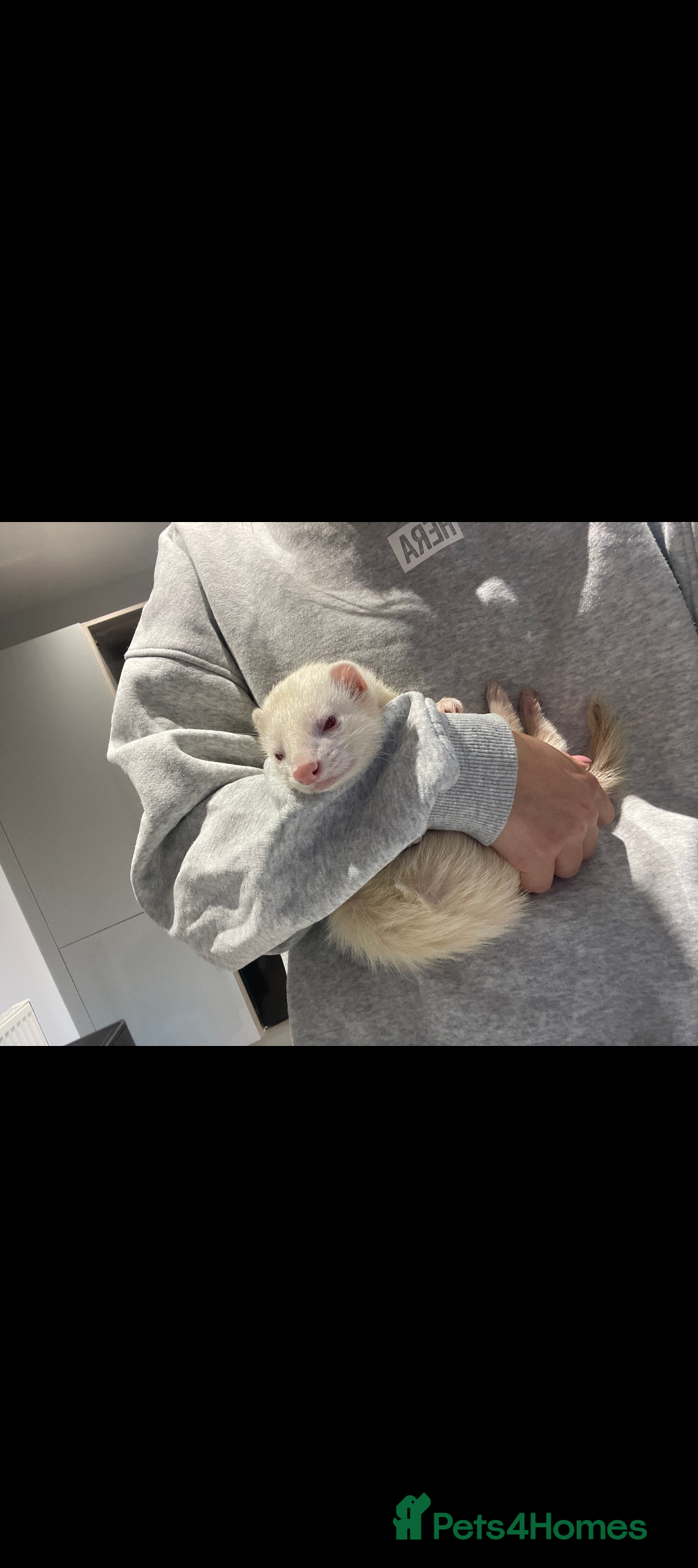 Ferret rodents Casper is looking for a new loving home - Advert 2