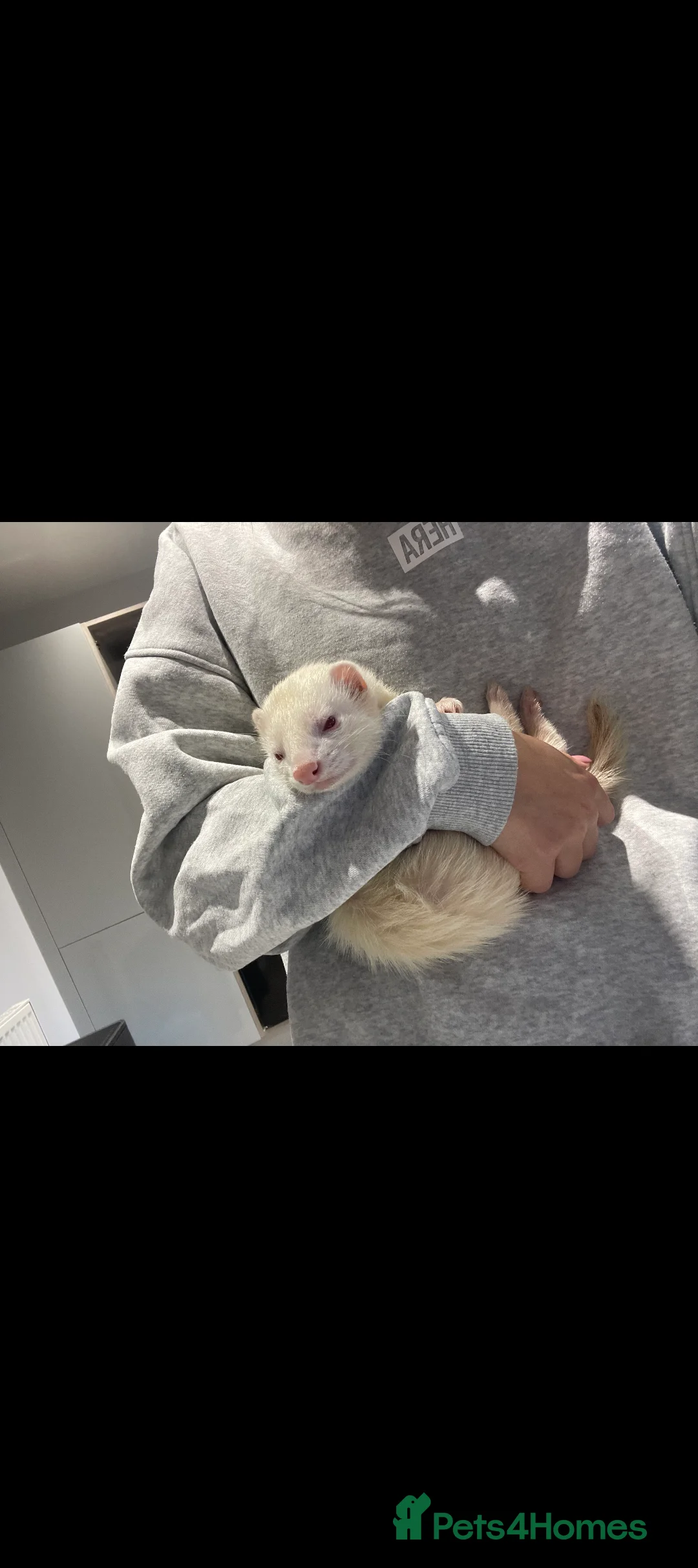 Ferret rodents for sale: Casper is looking for a new loving home - Advert 1