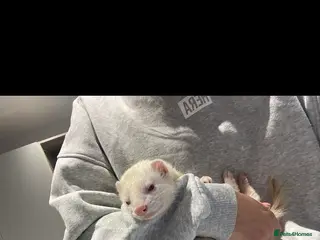 Ferret rodents Casper is looking for a new loving home - Advert 2
