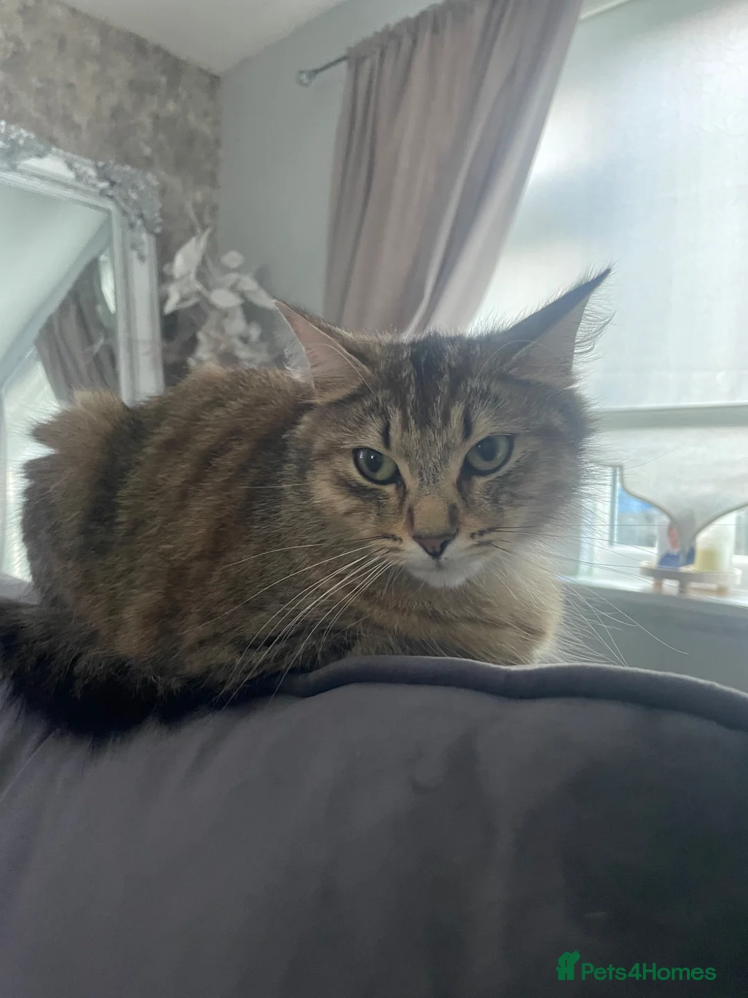 Domestic Shorthair cats for sale: male kitten  - Advert 1