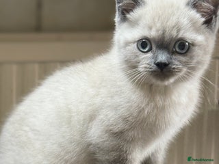 British Shorthair cats - Advert 25