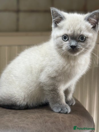 British Shorthair cats - Advert 3