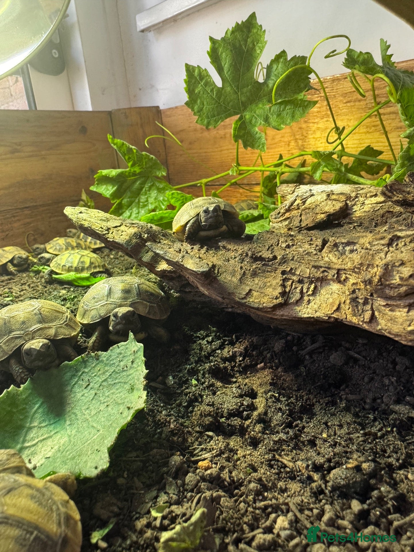 Tortoise reptiles Baby Hermann Tortoise 2026 Hatchlings - Advert 2