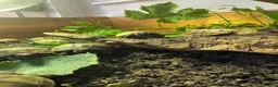 Tortoise reptiles for sale: Baby Hermann Tortoise 2026 Hatchlings - Advert 2