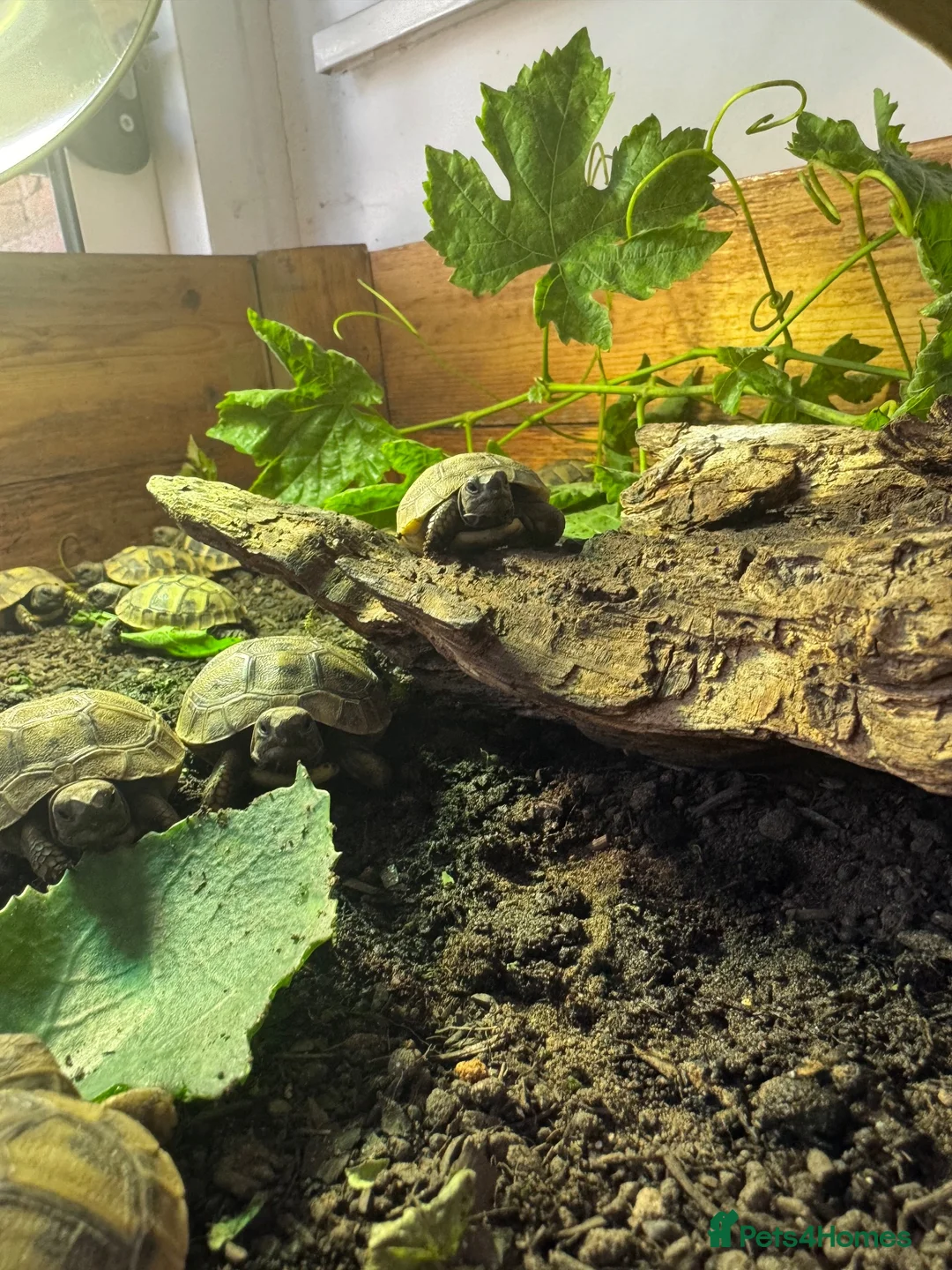 Tortoise reptiles for sale: Baby Hermann Tortoise 2026 Hatchlings - Advert 2