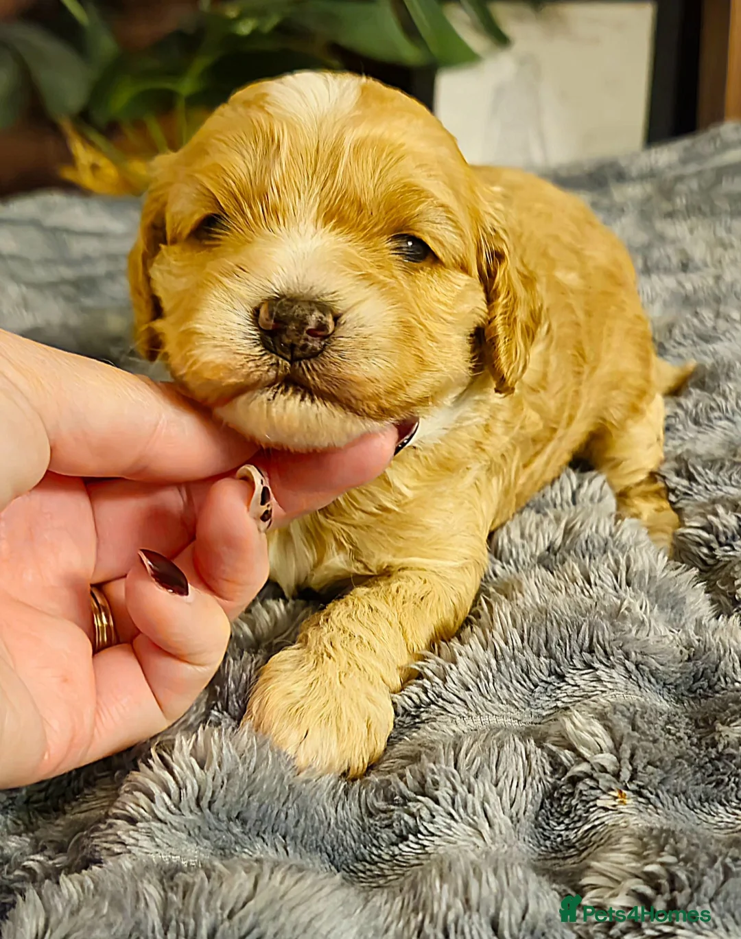 Cockapoo dogs for sale: Rare cockerpoos  - Advert 7