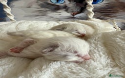 Ragdoll cats for sale: WORLD BEATIFUL RAGDOLL KITTEN/FIFe - Image 26