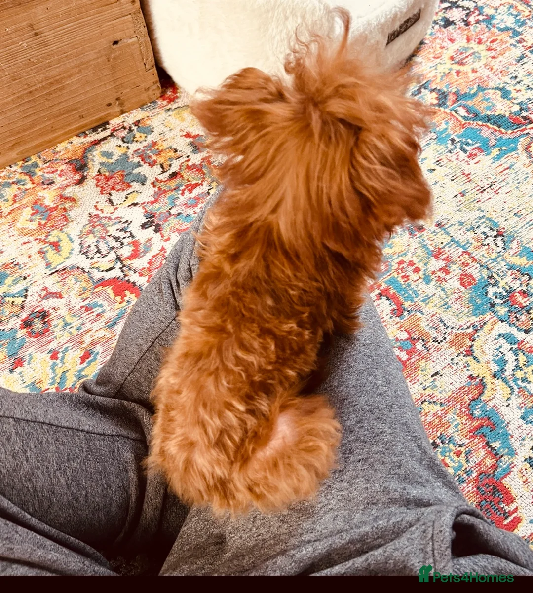 Toy Poodle dogs for sale: Rare Asian Micro Toy Poodle (Under 1kg) - Advert 9