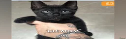 Bengal cats for sale: Black Bengal cross Kittens in Pentre - Advert 7