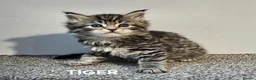 Maine Coon cats for sale: Beautiful Registered Maine Coon kittens  - Advert 27