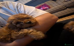 Cavapoo dogs for stud: PROVEN F1 Red Cavapoo stud-DNA Fully health tested - Image 13