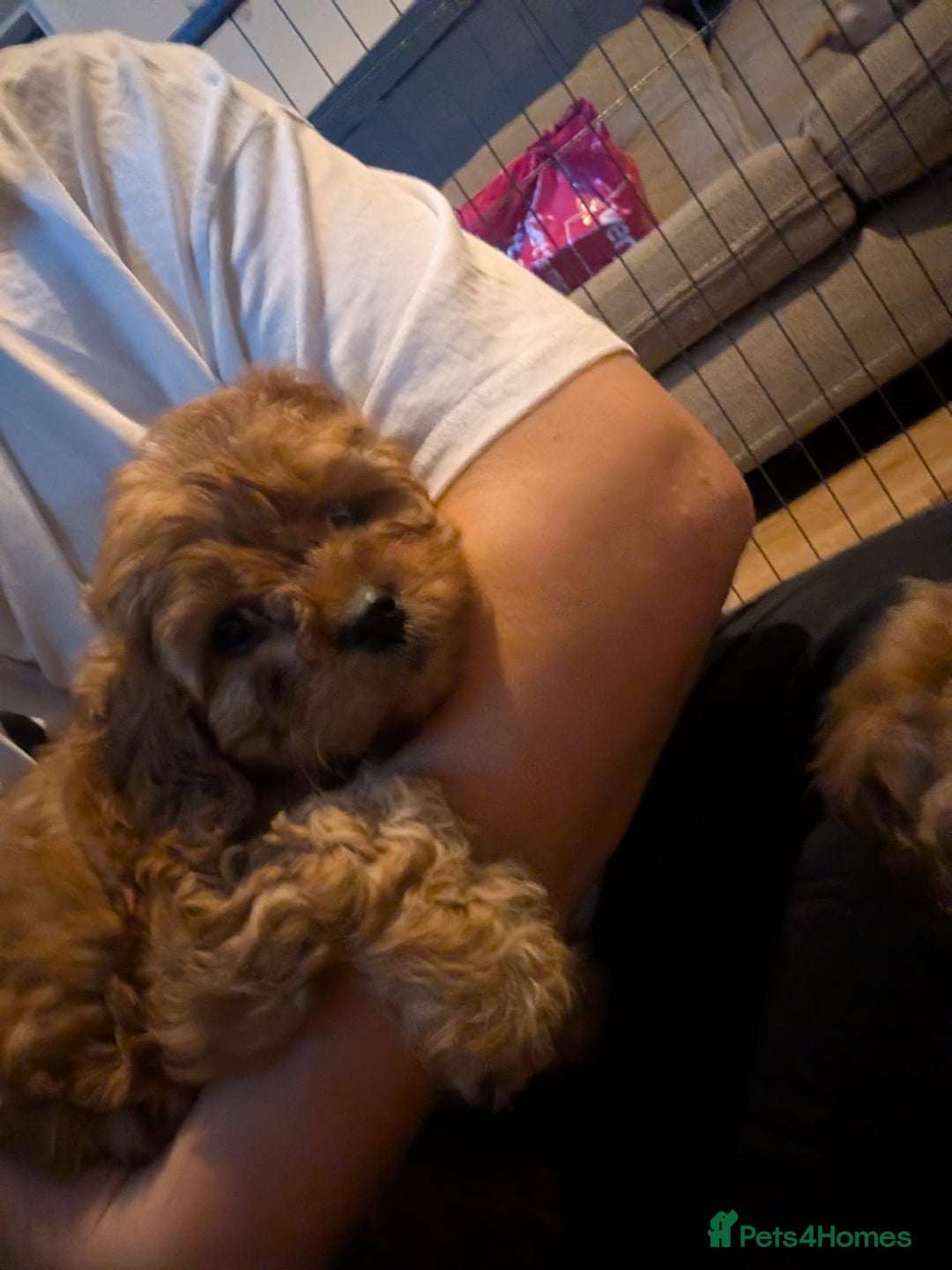 Cavapoo dogs for stud: PROVEN F1 Red Cavapoo stud-DNA Fully health tested - Image 13