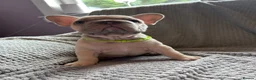 French Bulldog dogs for sale: French bulldogs  - Advert 5