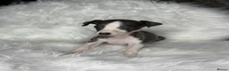 Whippet dogs for sale: Whippet pups  - Advert 11
