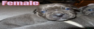 Cane Corso 3