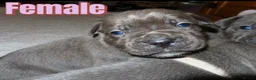 Cane Corso dogs for sale: 7 beautiful cane corso pups - Advert 14