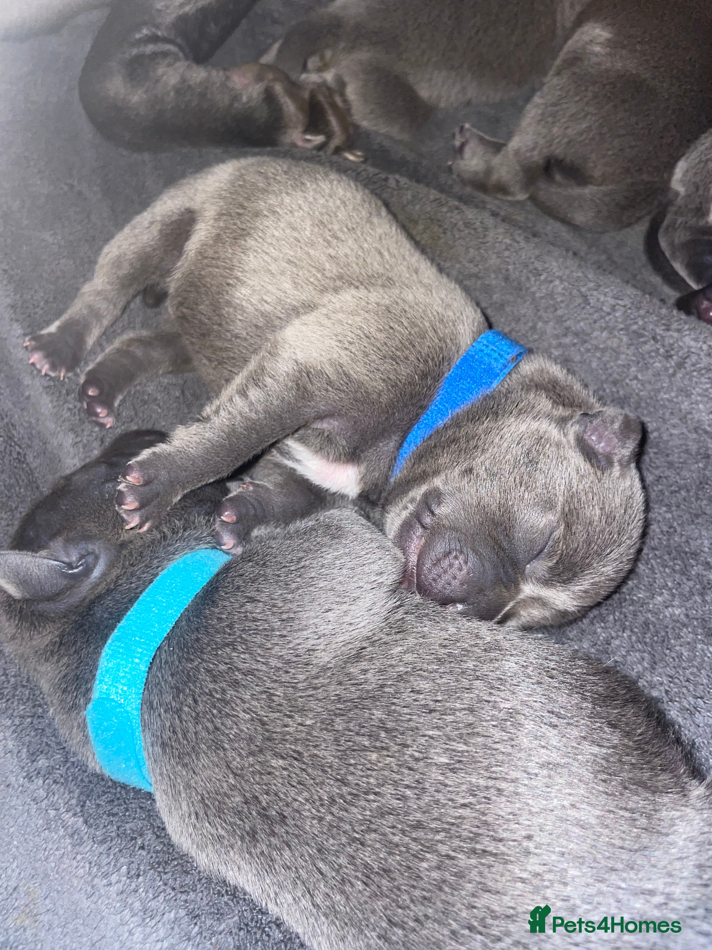 Staffordshire Bull Terrier dogs 7 beautiful KC staffy puppy’s - Advert 14