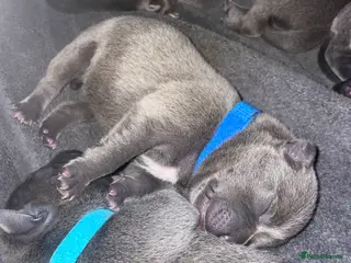 Staffordshire Bull Terrier dogs 7 beautiful KC staffy puppy’s - Advert 14