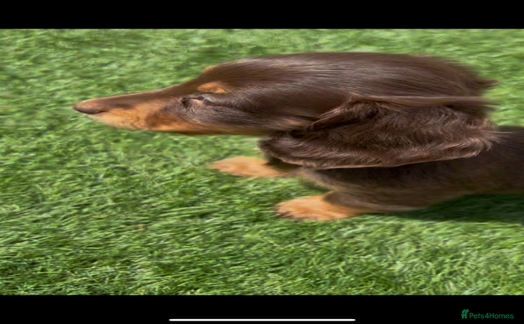 Miniature Dachshund dogs - Advert 10
