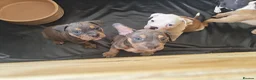 Mixed Breed dogs for sale: American bull cross old tyme  in Skegness - Advert 15
