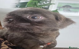 Shih Tzu dogs for sale: Kc registered stunning shihtzus  in Telford - Image 1