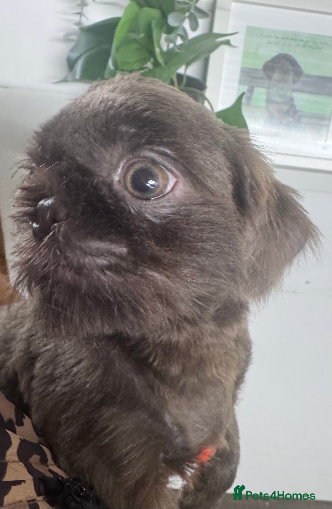Shih Tzu dogs for sale: Kc registered stunning shihtzus  in Telford - Image 1