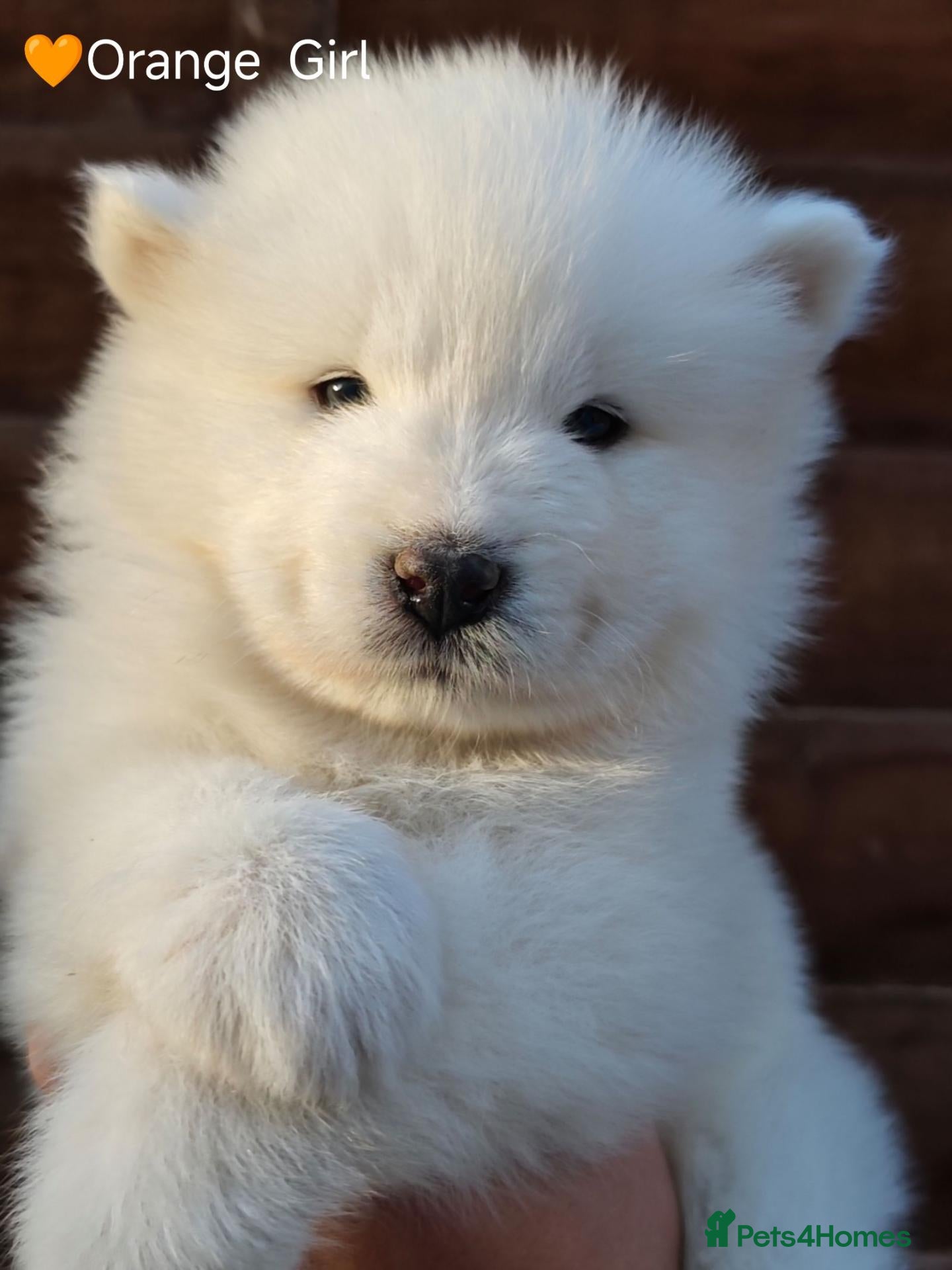 Samoyed dogs Exceptional pedigree puppies. - Advert 1
