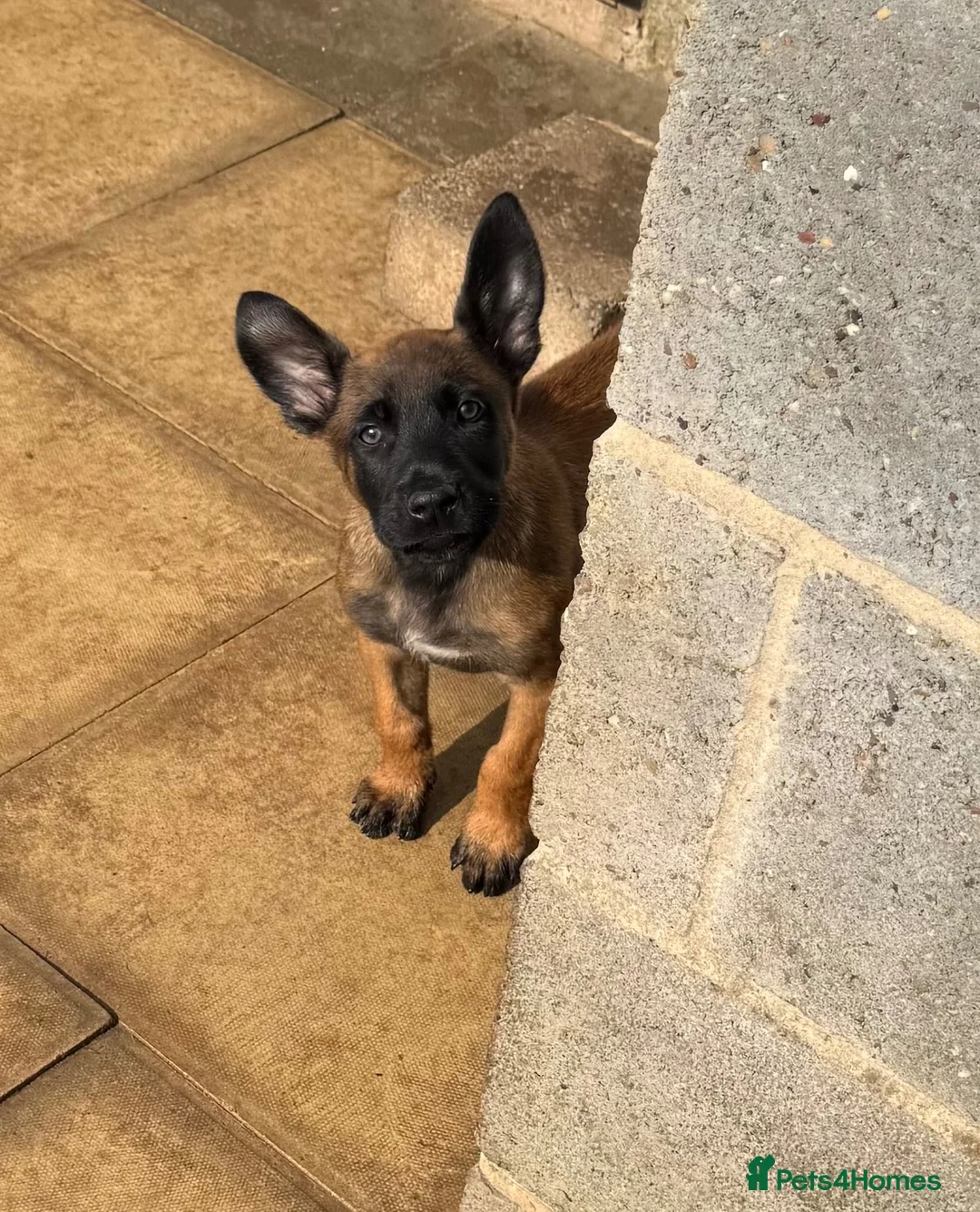 Belgian Shepherd Dog dogs for sale: "READY TO LEAVE" - Advert 10