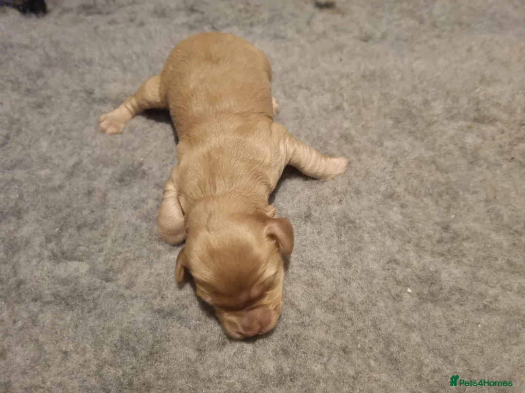 Cockapoo dogs for sale: Cockapoo puppies looking for their forever homes - Advert 14