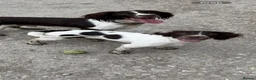 English Springer Spaniel dogs for sale: 6month Old Female Springer - Advert 7