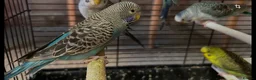 Budgerigars birds for sale: Black face and black wing budgies - Advert 1