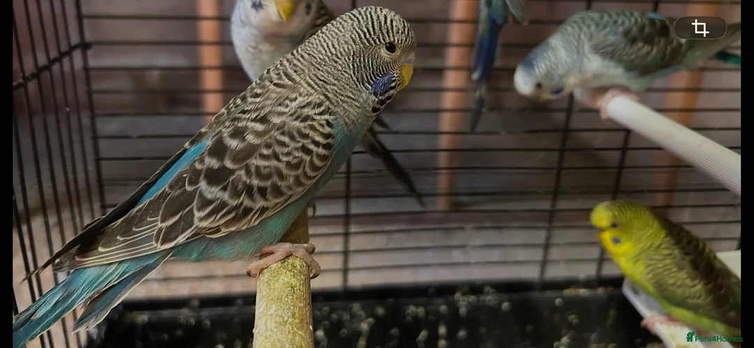 Budgerigars birds for sale: Black face and black wing budgies - Advert 1