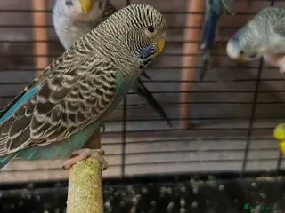 Budgerigars birds Black face and black wing budgies - Advert 16