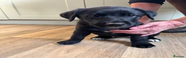 Borador 2