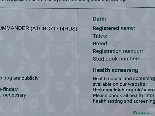 Jack Russell dogs for stud: Fully Health Tested (Clear) JRT Stud - Advert 2