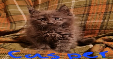 Maine Coon cats - Advert 8
