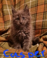 Maine Coon cats - Advert 14