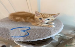 Mixed Breed cats for sale: 5 bsh mixed kittens ready  - Image 9