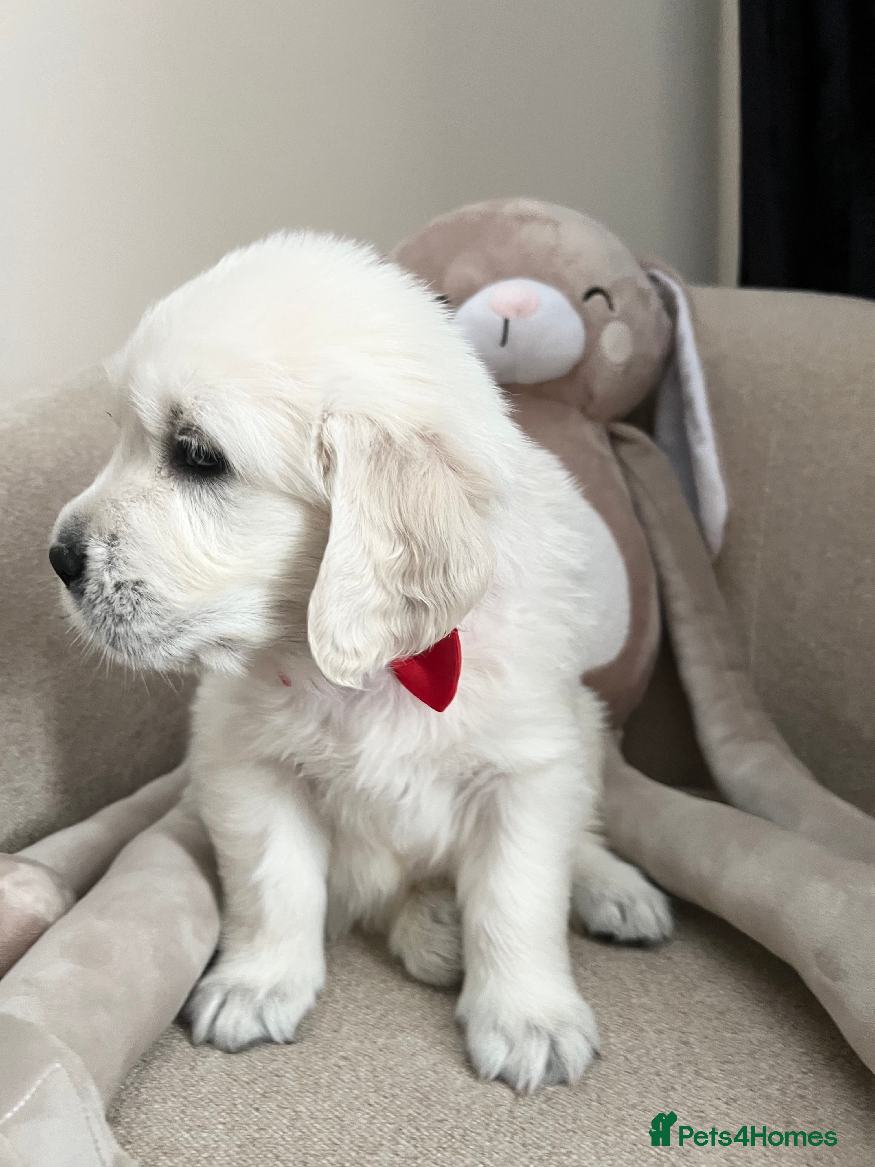 Golden Retriever dogs Exceptional Show Champion Litter   - Advert 4