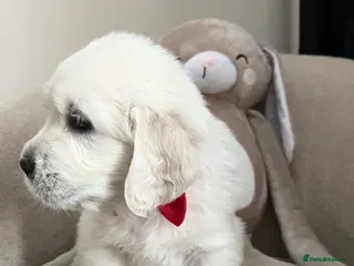 Golden Retriever dogs Exceptional Show Champion Litter - Advert 4