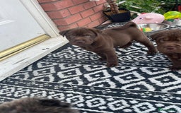 Mixed Breed dogs for sale: Lab Pei puppies  - Image 1