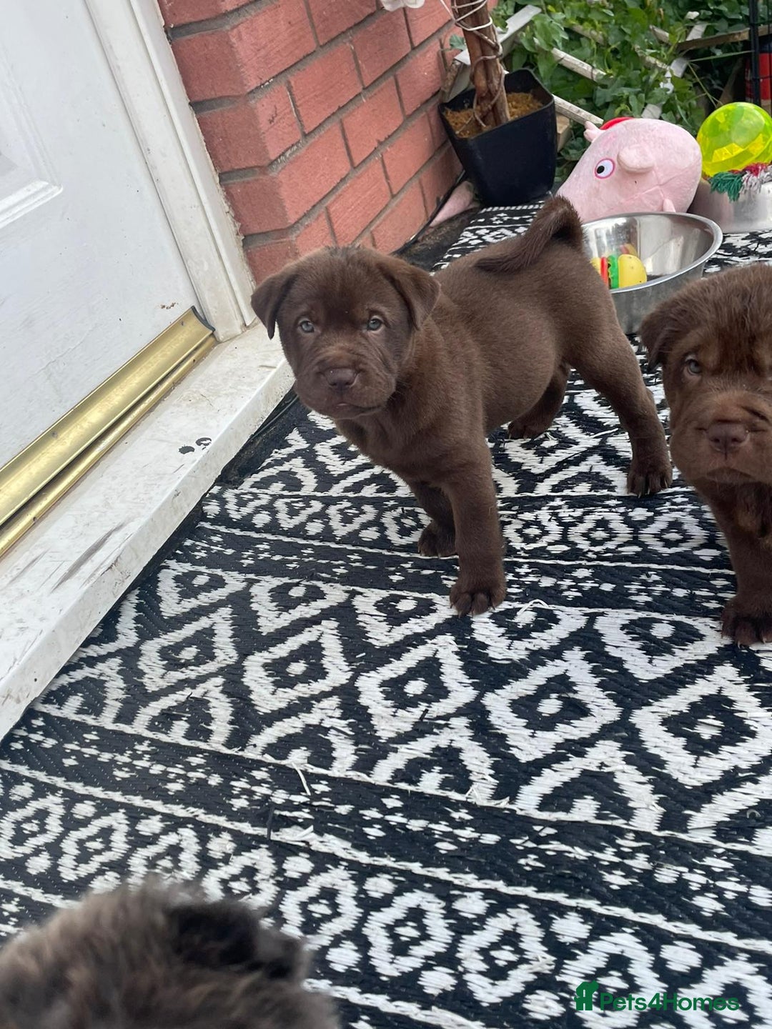 Mixed Breed dogs for sale: Lab Pei puppies  - Image 1