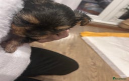 Yorkshire Terrier dogs for sale: Yorkishire Terrier puppy - Image 7