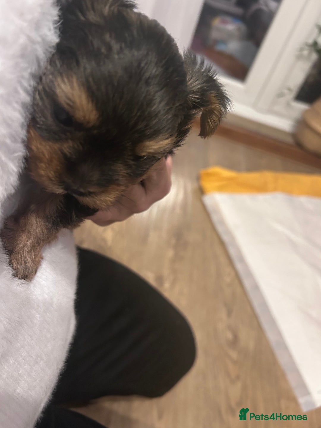 Yorkshire Terrier dogs for sale: Yorkishire Terrier puppy - Image 7